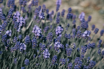 Lavender Blooms in a Field