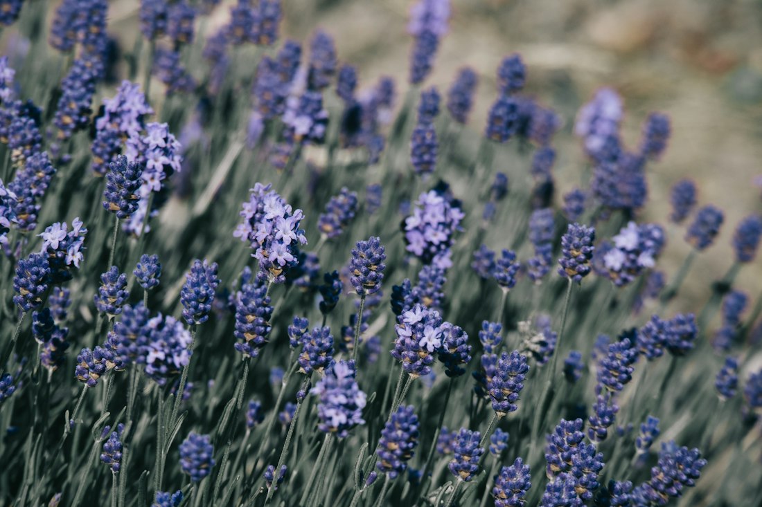 Lavender Blooms in a Field