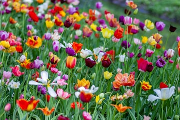 Colorful Tulip Field