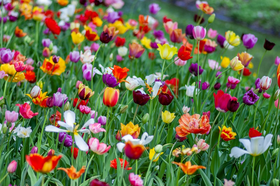 Colorful Tulip Field