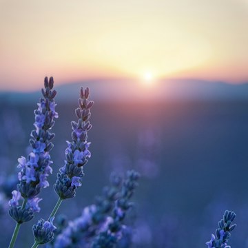 Lavender Fields