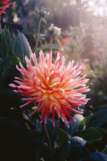 Pink Dahlia in Forest