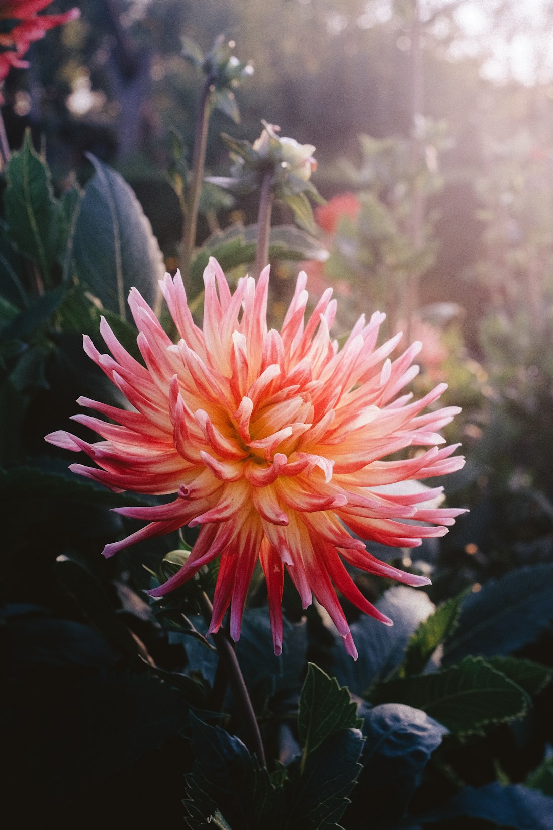 Pink Dahlia in Forest