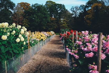 Vibrant Garden Path