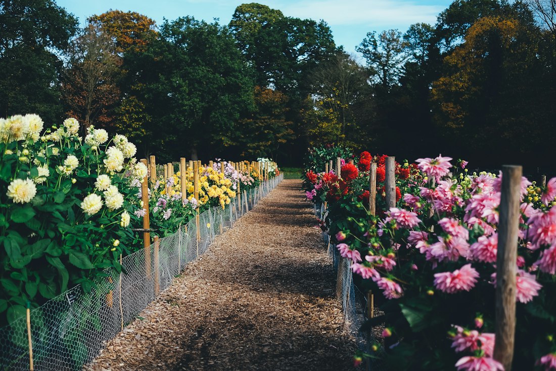 Vibrant Garden Path