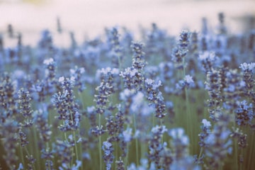 Lavender Field