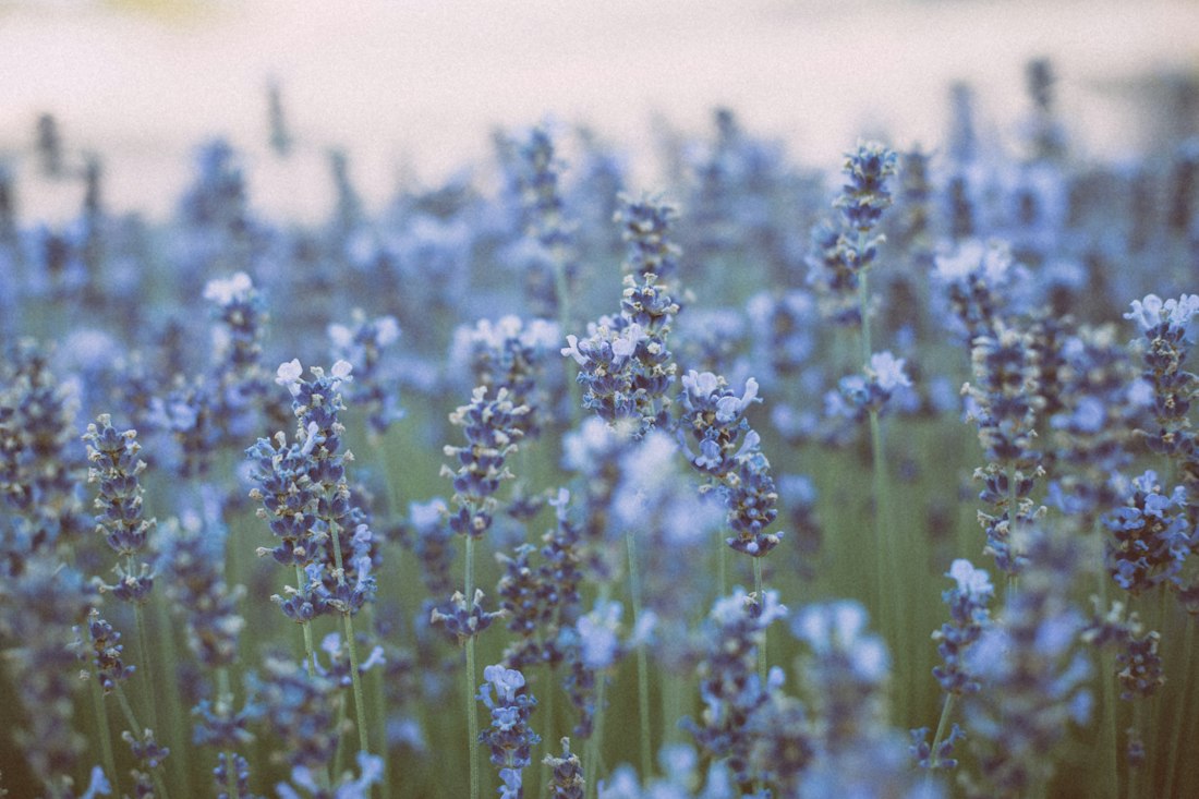 Lavender Field