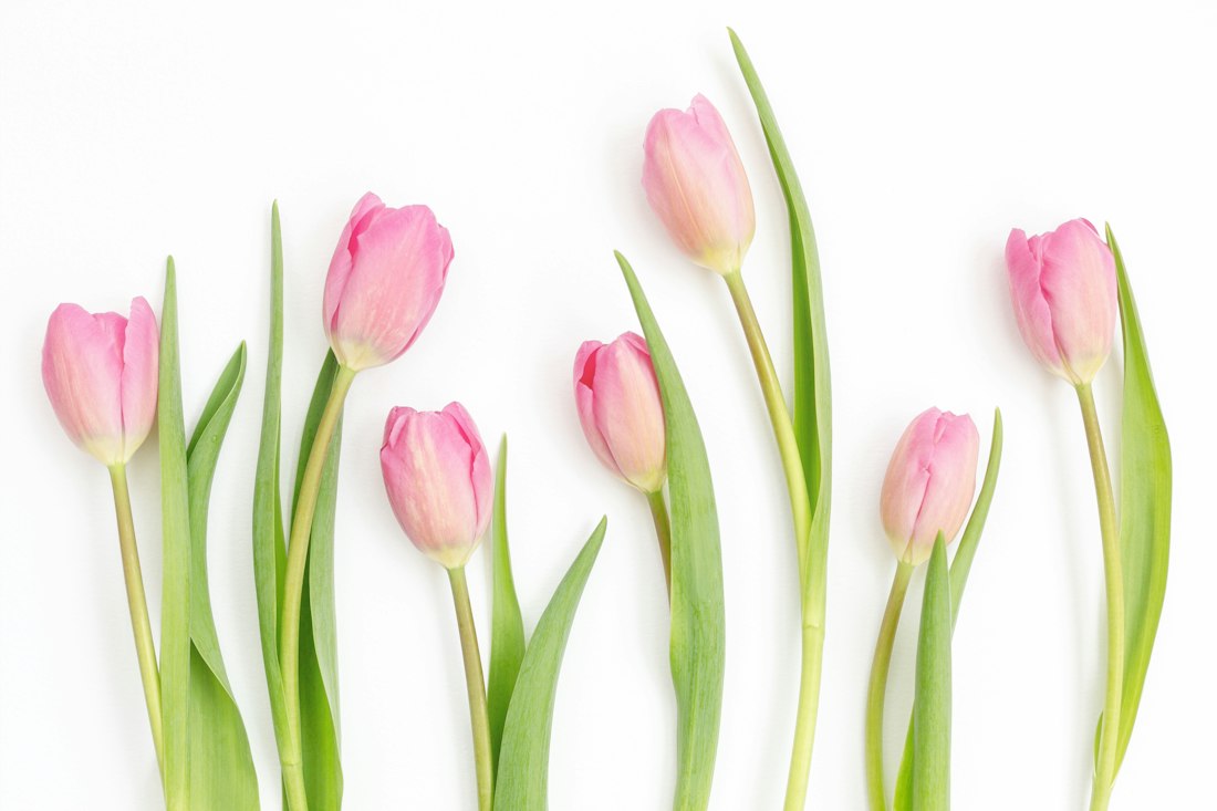 Pink Tulips